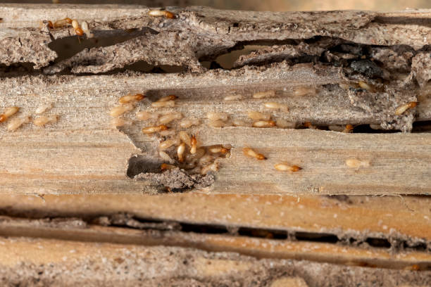 Best Exterminator Services  in Carrollton, IL